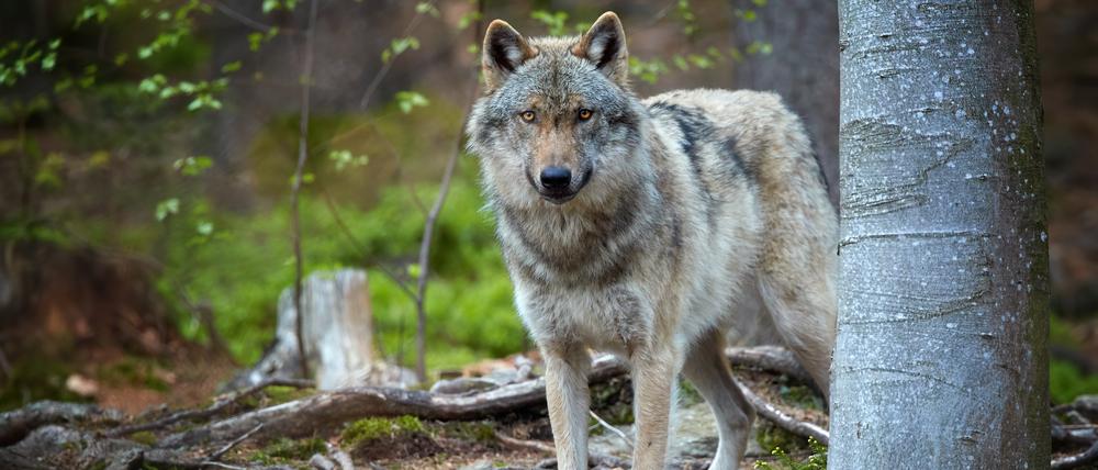 Ein Wolf in freier Natur.