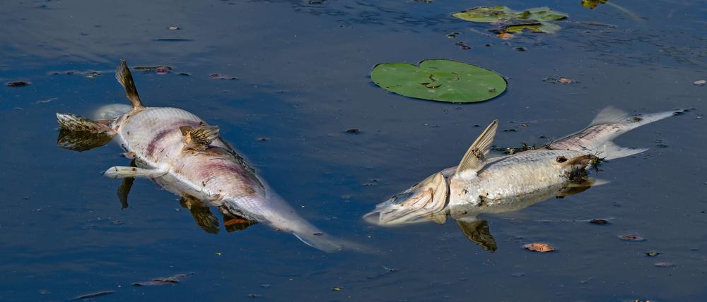 Zwei große tote Fische.