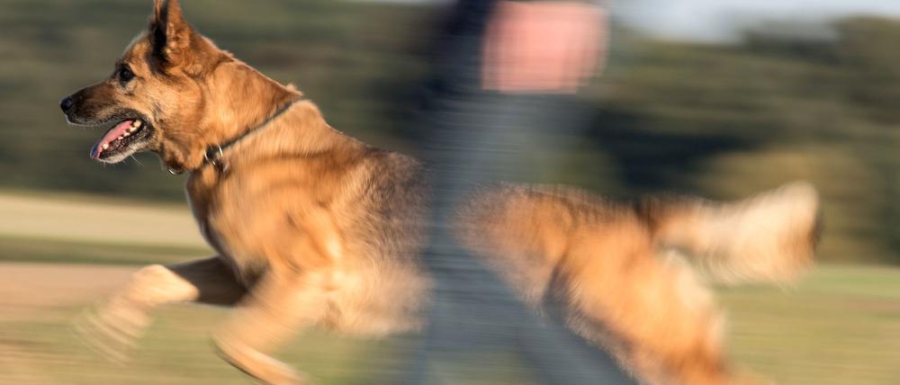 Ein Schäferhund-Mischling beim Spaziergang mit seinem Frauchen.
