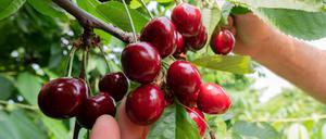 Die diesjährige Kirschernte fällt schlecht aus.