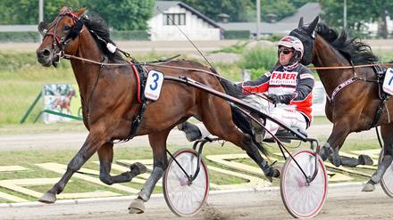 Im Pferderennsport ist der Holländer Paul Hagoort ein gefragter Mann.
