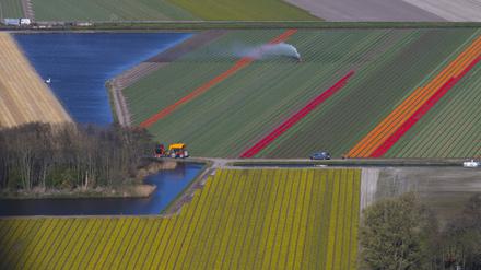 Blumenfelder bei Lisse in den Niederlanden (Archivbild von 2019)