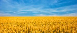 Getreidefeld wie ukrainische Flagge.