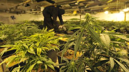 Archivbild einer illegalen Cannabis-Anzucht unter Kunstlicht 