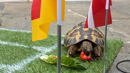 Scooby entscheidet sich für Salatblatt und Erdbeere vor der dänischen Flagge.