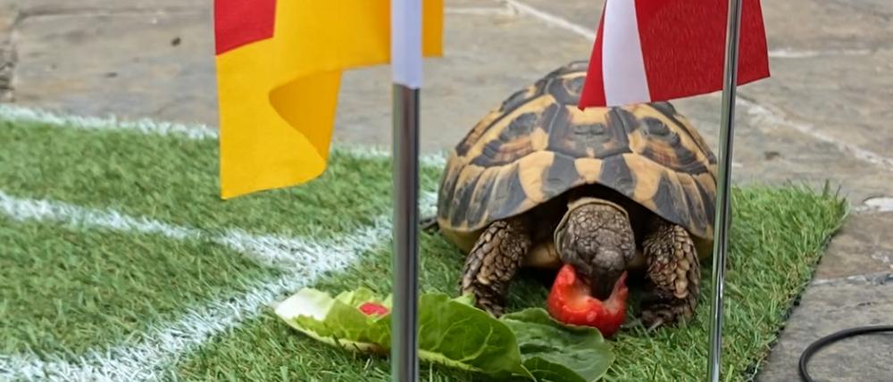 Scooby entscheidet sich für Salatblatt und Erdbeere vor der dänischen Flagge.