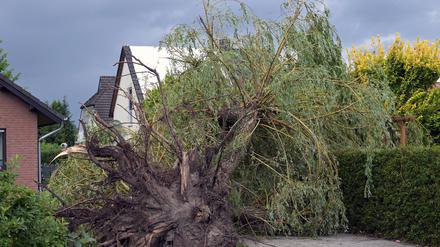 Ein umgestürzter Baum ist in Cottbus neben einem Haus zu sehen.