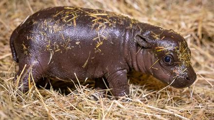 Noch hat das junge Hippo keinen Namen