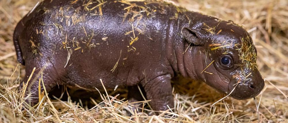 Noch hat das junge Hippo keinen Namen