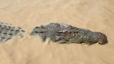 In Australien suchen Einsatzkräfte nach einem Mädchen, die wahrscheinlich von einem Krokodil attackiert wurde. 