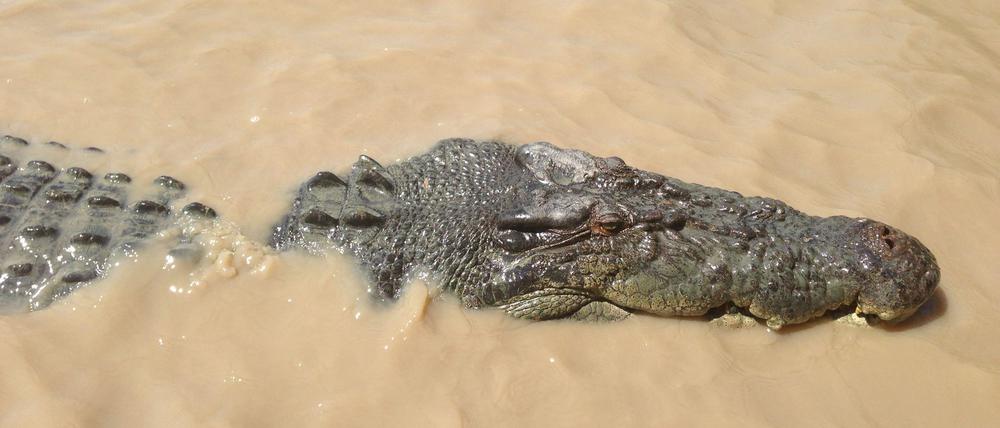 In Australien suchen Einsatzkräfte nach einem Mädchen, die wahrscheinlich von einem Krokodil attackiert wurde.