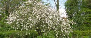 RECORD DATE NOT STATED Blühender Apfelbaum in einem Schrebergarten Ein blühender Apfelbaum in einem Kleingarten. Oldenburg, Niedersachsen, Deutschland, 27.04.2022 *** Flowering apple tree in an allotment garden A flowering apple tree in an allotment garden Oldenburg, Lower Saxony, Germany, 27 04 2022 Copyright: JOKER/Karl-HeinzxHick JOKER220427070054