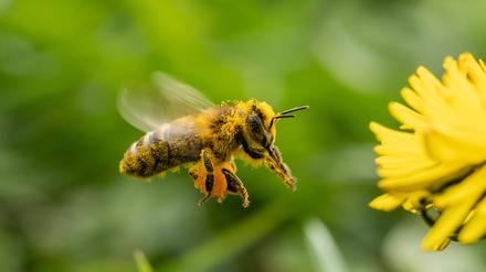 Eine Biene fliegt in einem Garten zu einer Löwenzahnpflanze. Rottweil Baden-Württemberg Deutschland *** A bee flies to a dandelion plant in a garden Rottweil Baden Württemberg Germany