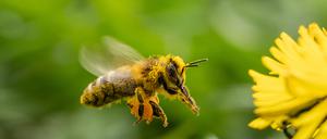 Eine Biene fliegt in einem Garten zu einer Löwenzahnpflanze. Rottweil Baden-Württemberg Deutschland *** A bee flies to a dandelion plant in a garden Rottweil Baden Württemberg Germany