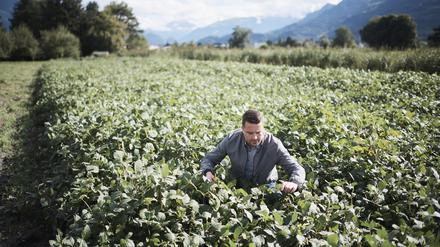 Landwirtschaftsexperte Florian Bernardi zeigt ein Feld mit Sojabohnen.