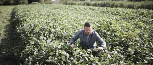 Landwirtschaftsexperte Florian Bernardi zeigt ein Feld mit Sojabohnen.