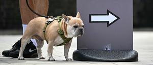 Die Menschen in Großbritannien sind besonders tierlieb und der Hund wird zum Wählen mitgenommen.