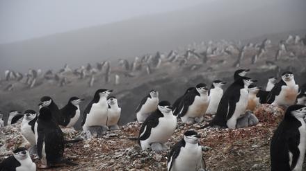 Zügelpinguine: Ein Partner bleibt beim Nest, um das junge Küken zu wärmen. Der andere geht auf Jagd nach Krill.