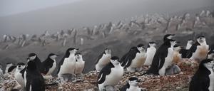 Zügelpinguine: Ein Partner bleibt beim Nest, um das junge Küken zu wärmen. Der andere geht auf Jagd nach Krill.