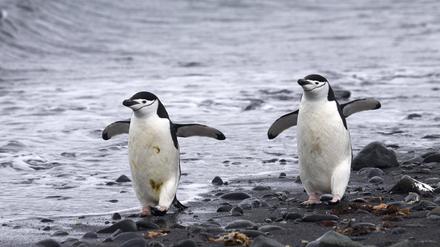 Zwei Zügelpinguine beim Strandspaziergang.