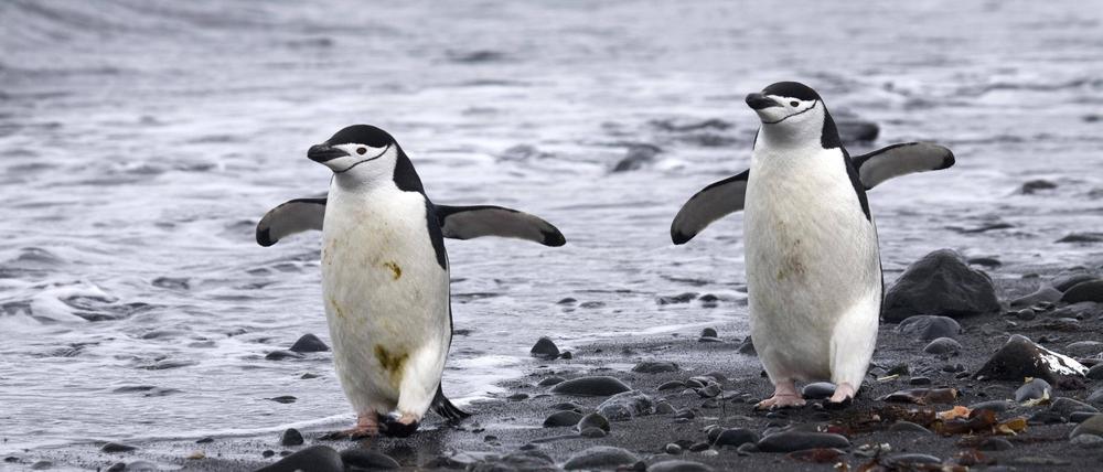 Zwei Zügelpinguine beim Strandspaziergang. 