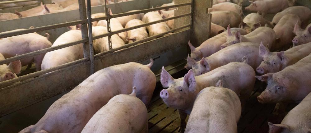 Blutende Wunden an den Ohren von Mastschweinen sollen durch bessere Kontrollen verhindert werden.