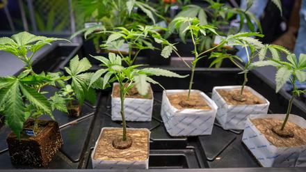 Hanfsämlinge werden auf der Hanfmesse «Mary Jane» zum Verkauf angeboten.