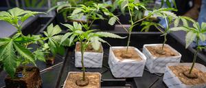 Hanfsämlinge werden auf der Hanfmesse «Mary Jane» zum Verkauf angeboten. (zu dpa: «NRW erlaubt bis zu 3000 Cannabis-Clubs») +++ dpa-Bildfunk +++