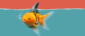 Es ist nicht alles Hai, was Zackenflossen hat: Vorsicht auf dem Kunstmarkt.