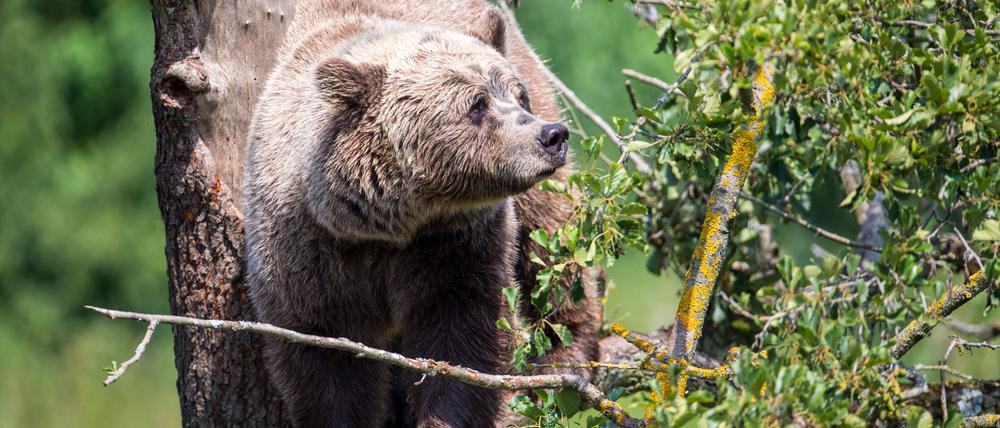 Ein Braunbär klettert im Gehege im Wildpark Poing auf einem Baum.