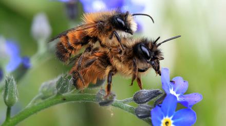 Zwei Gehörnte Mauerbienen (Osmia cornuta) paaren sich auf einer Vergissmeinnicht-Pflanze. 