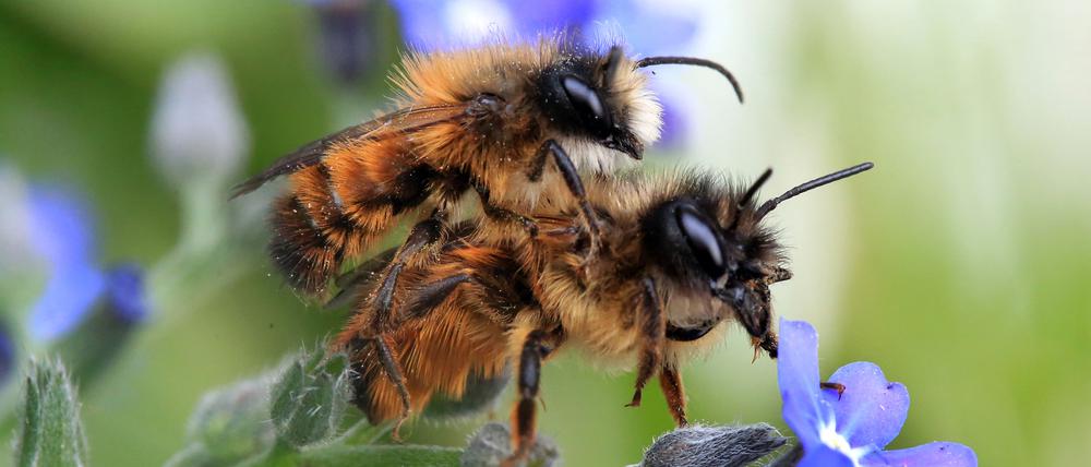 Zwei Gehörnte Mauerbienen (Osmia cornuta) paaren sich auf einer Vergissmeinnicht-Pflanze.