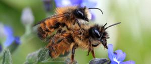 Zwei Gehörnte Mauerbienen (Osmia cornuta) paaren sich auf einer Vergissmeinnicht-Pflanze. 