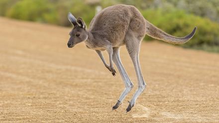 Die Östlichen Grauen Riesenkängurus wurden etwa 120 Kilometer nördlich von Melbourne gefunden.