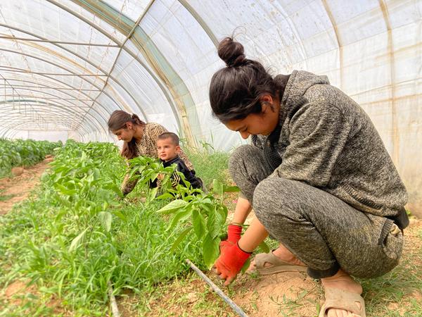 Uyatchan, tortinchoq rus xotinining yechinayotgan surati