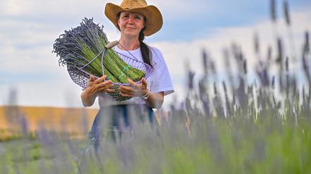 Landwirtin Joanna Olszewska steht mit einem Korb voller geernteter Lavendelblüten auf einem Feld in der Nordostuckermark in Grimme bei Brüssow. 