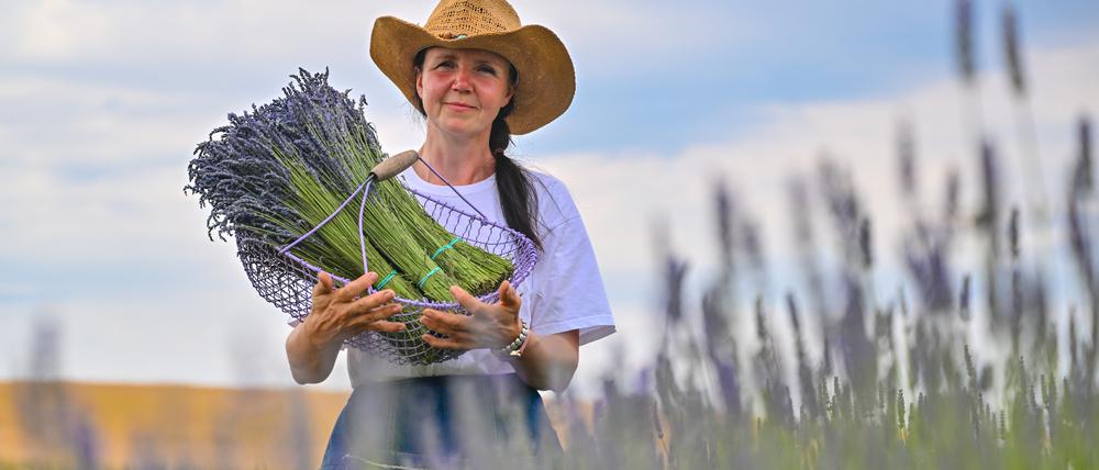 Landwirtin Joanna Olszewska steht mit einem Korb voller geernteter Lavendelblüten auf einem Feld in der Nordostuckermark in Grimme bei Brüssow.