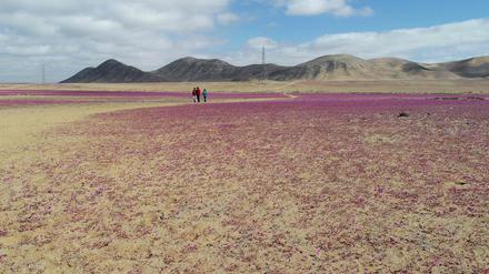 Blumen in der Atacama-Wüste