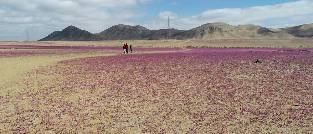 Blumen in der Atacama-Wüste