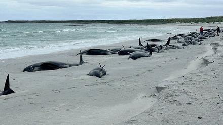 Dutzende Grindwale liegen auf einem Strand auf den schottischen Orkney-Inseln. 77 Grindwale waren gestrandet, nur noch 12 waren noch am Leben, als Helfer der Organisation British Divers Marine Life Rescue (BDMLR) ankamen.