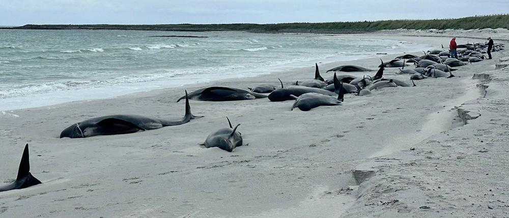 Dutzende Grindwale liegen auf einem Strand auf den schottischen Orkney-Inseln. 77 Grindwale waren gestrandet, nur noch 12 waren noch am Leben, als Helfer der Organisation British Divers Marine Life Rescue (BDMLR) ankamen.