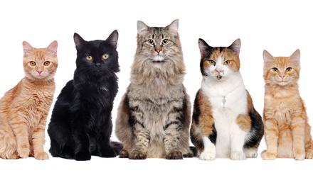 Katzenfellfarben setzen sich im Wesentlichen aus Schwarz, Rot und Weiß zusammen.