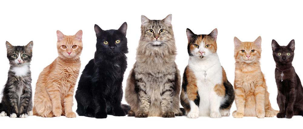 Katzenfellfarben setzen sich im Wesentlichen aus Schwarz, Rot und Weiß zusammen.