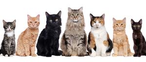 Katzenfellfarben setzen sich im Wesentlichen aus Schwarz, Rot und Weiß zusammen.