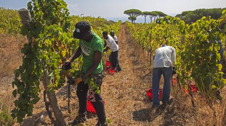 Migrantische Arbeiter bei der Weinlese in Capoliveri auf der Insel Elba.