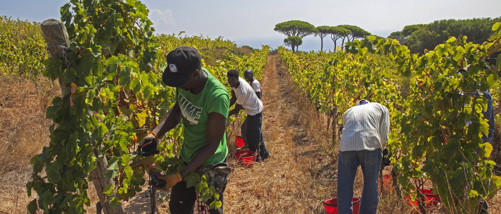 Migrantische Arbeiter bei der Weinlese in Capoliveri auf der Insel Elba.