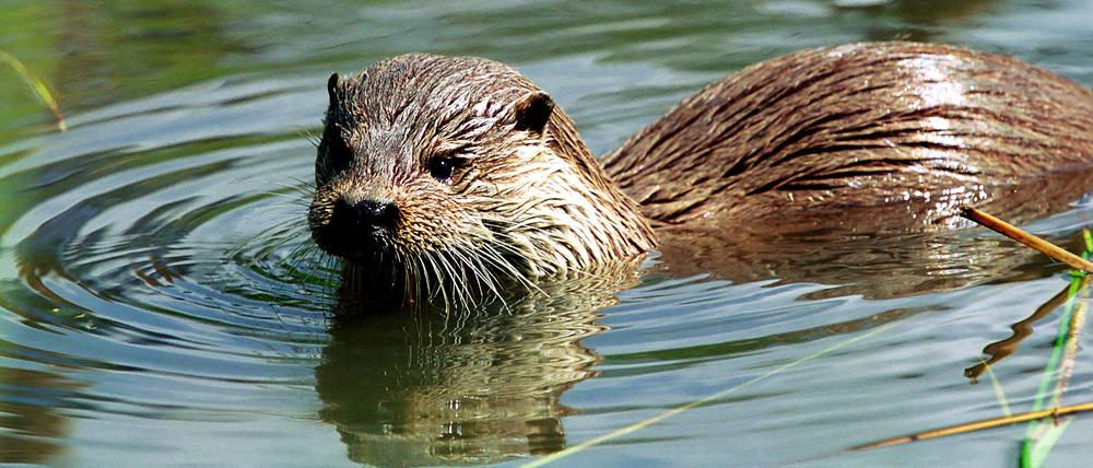 Ein Fischotter (Lutra Lutra) schwimmt im Wildpark Schorfheide.