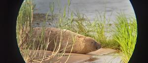Eine Robbe, vermutlich ein Seehund, liegt am Ufer der Oder (aufgenommen mit Spektiv und Handy).