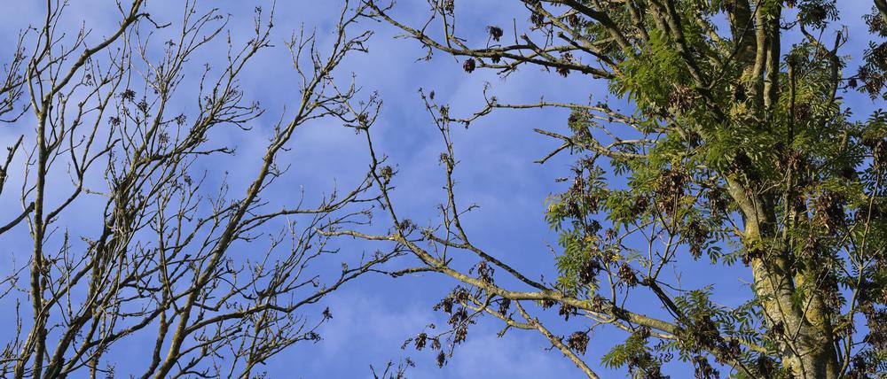 Absterbende Eschenbäume.
