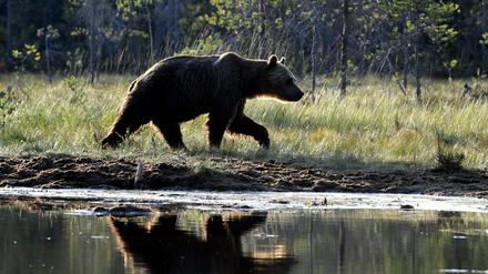 Ein Braunbär geht an einem Ufer an der Grenze zwischen Finnland und Russland in der Wildnis von Kuhmo entlang. 